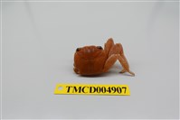 藏品(白紋方蟹)的圖片